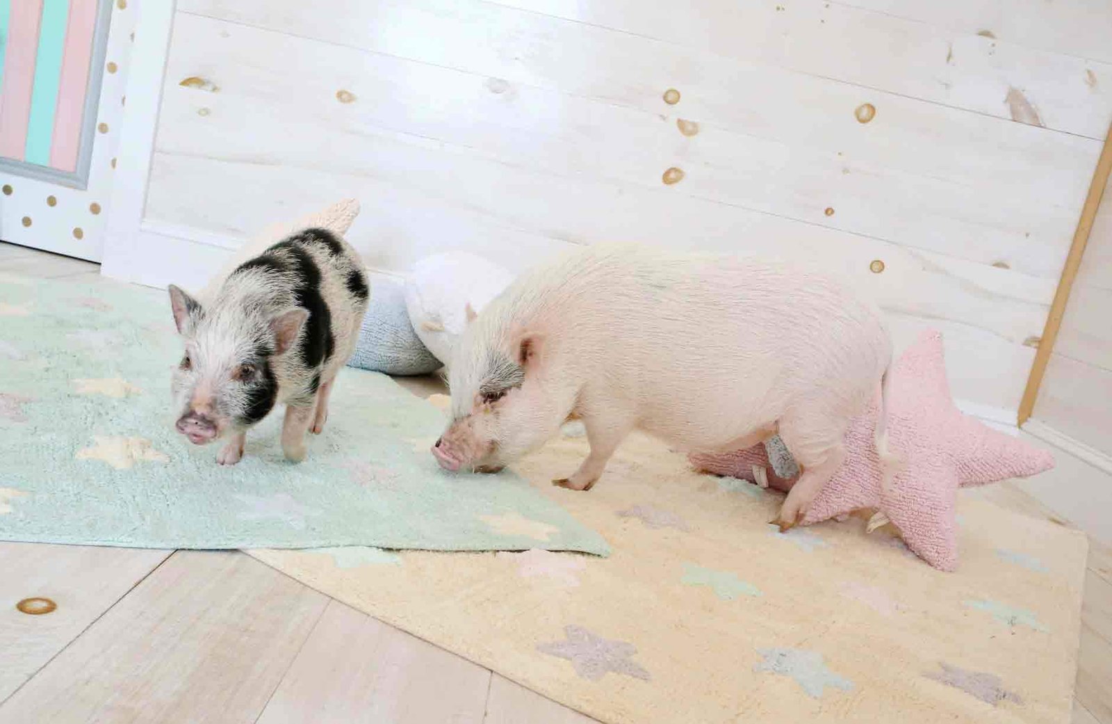 Tricolor Stars Vanilla - Image 8