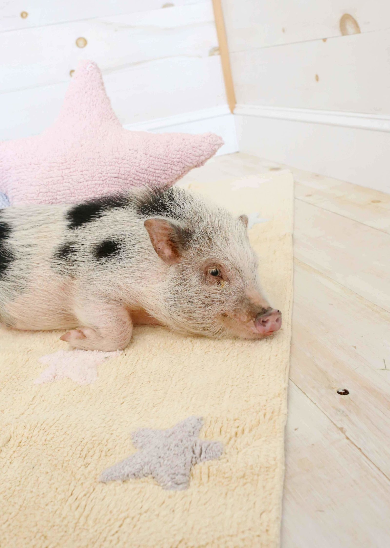 Tricolor Stars Vanilla - Image 4