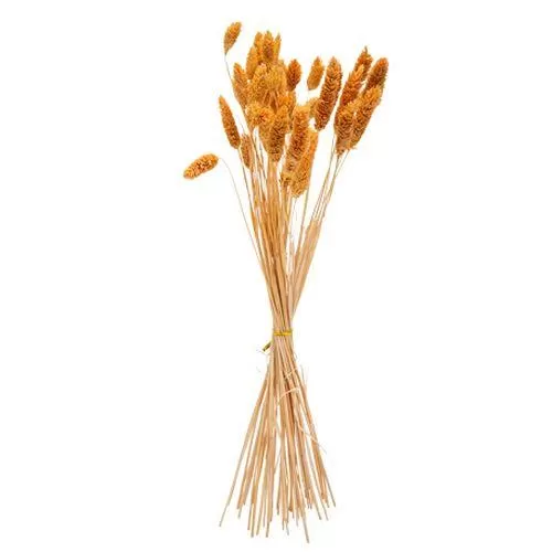 Phalaris Μπουκέτο Μουσταρδί 50τμχ